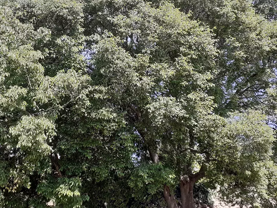 Immagine 9 di Terreno agricolo in vendita  in Strada Statale 287 a Noto