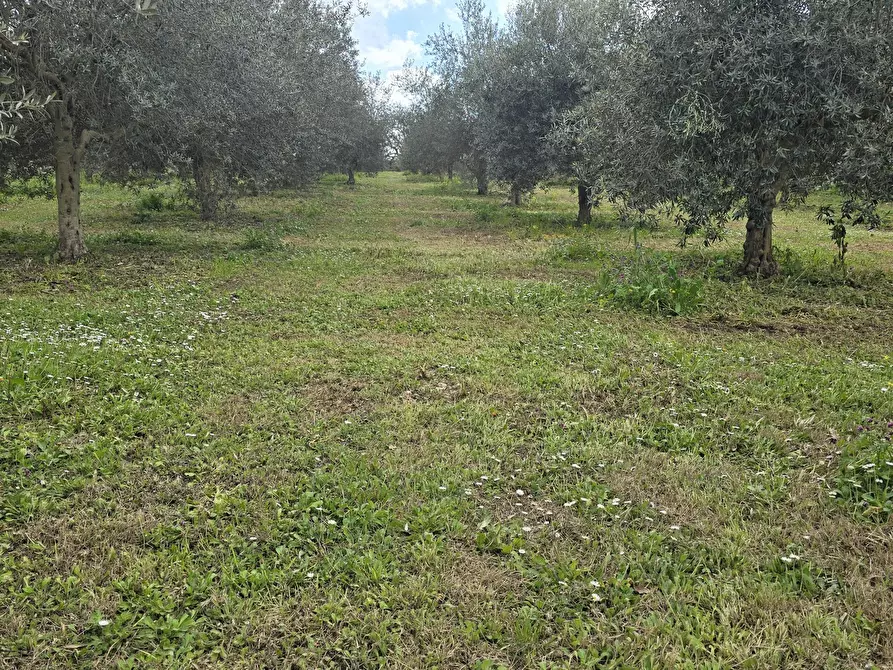 Immagine 8 di Terreno agricolo in vendita  in contrada Santa Lucia di Mendola a Noto