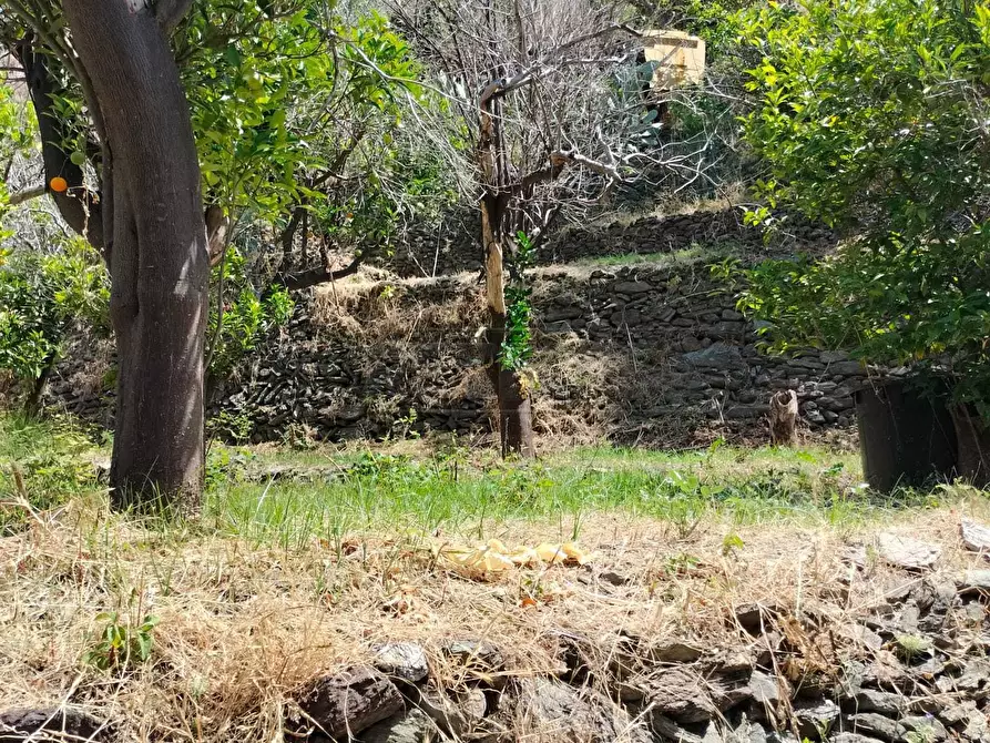 Immagine 5 di Terreno agricolo in vendita  in Vico Trave in Giampilieri Superiore 15 a Messina