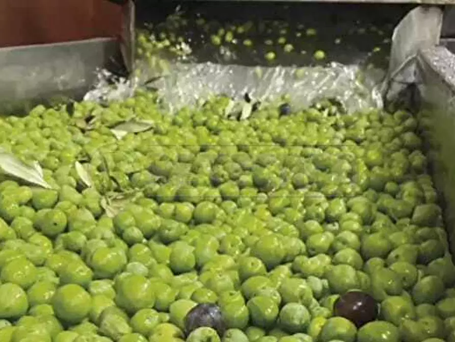 Immagine 1 di Azienda agricola in vendita  a Castelvetrano