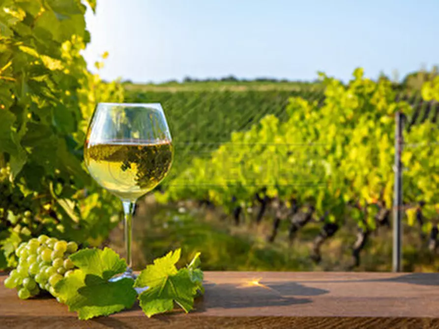 Immagine 3 di Terreno agricolo in vendita  a Mazara Del Vallo