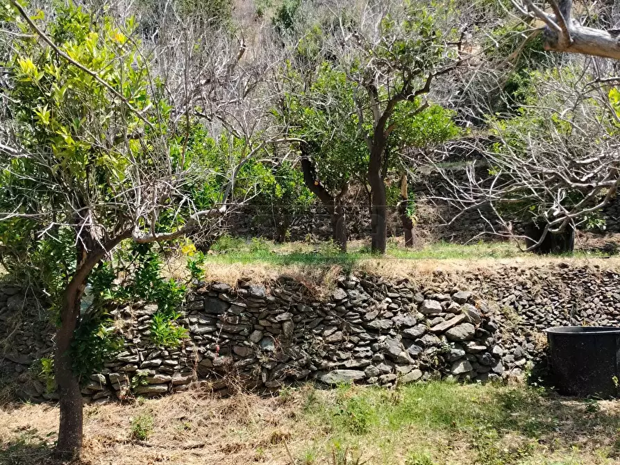 Immagine 18 di Terreno agricolo in vendita  in Vico Trave in Giampilieri Superiore 15 a Messina