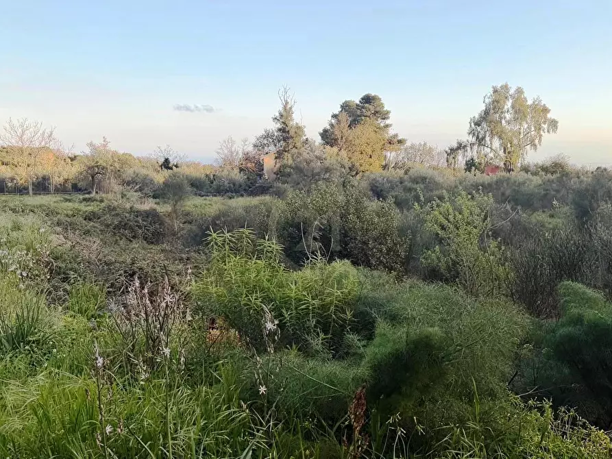 Immagine 5 di Terreno agricolo in vendita  a Mascalucia