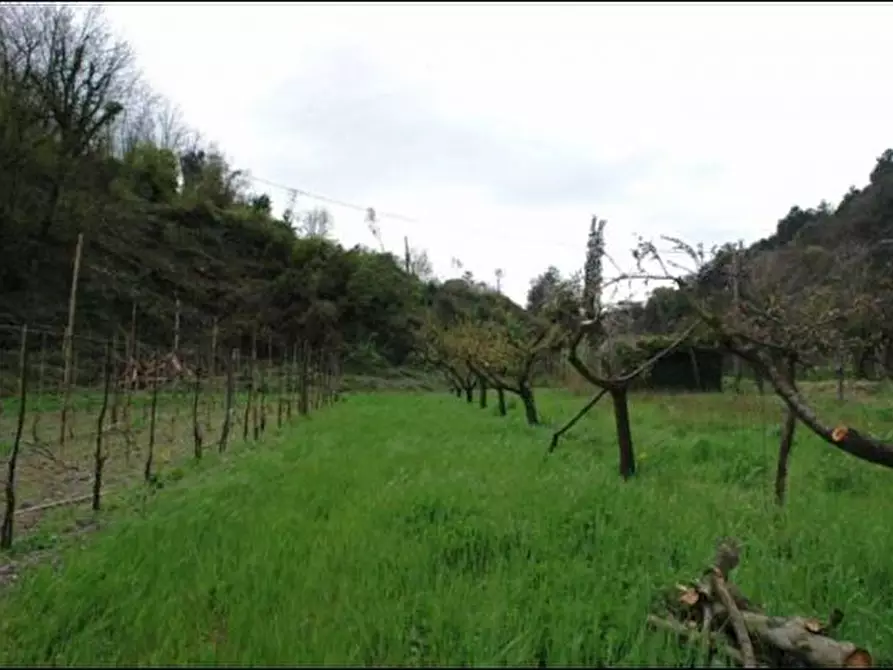 Immagine 4 di Terreno agricolo in vendita  a Fosdinovo