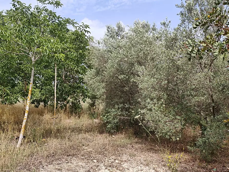 Immagine 4 di Terreno agricolo in vendita  in Strada Provinciale 14 5 a Noto