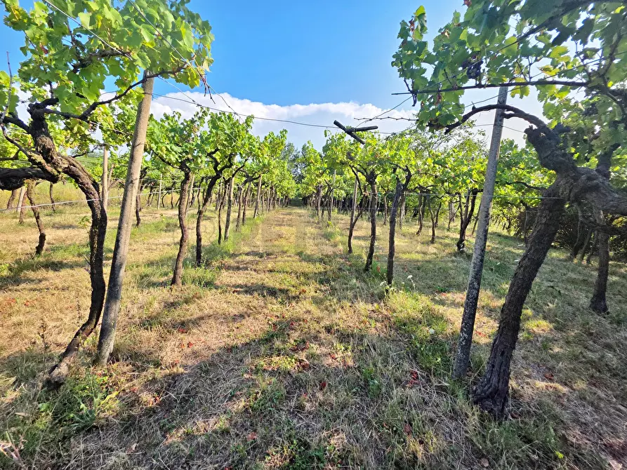 Immagine 5 di Terreno agricolo in vendita  in Via Selva Alta 95 a Montecchio Maggiore