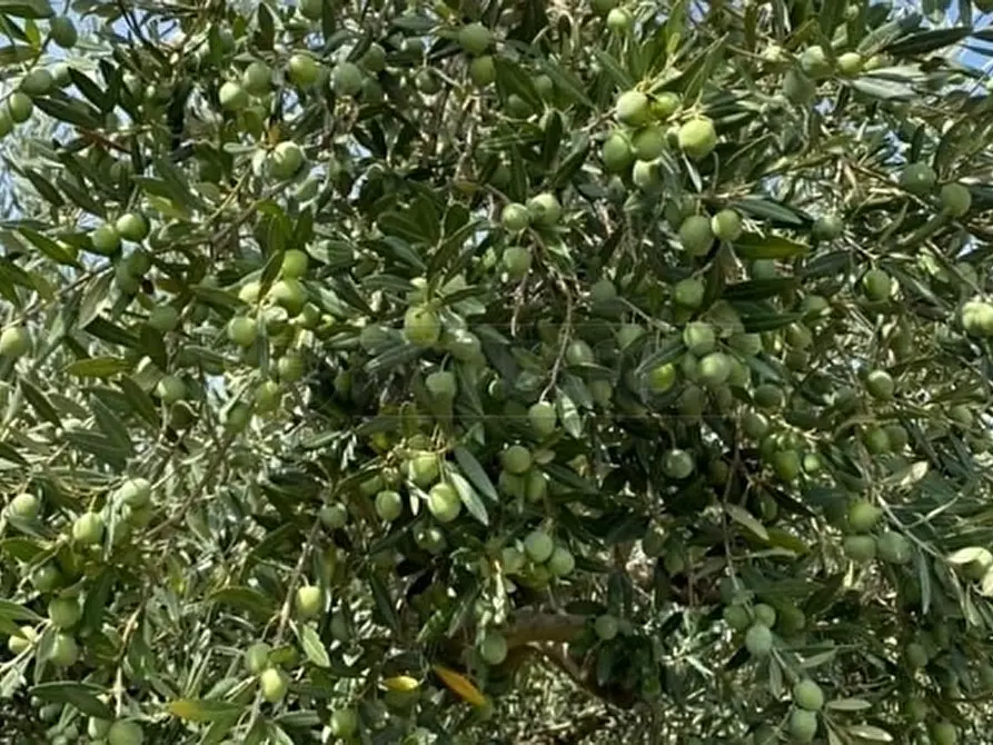 Immagine 5 di Terreno agricolo in vendita  a Castelvetrano