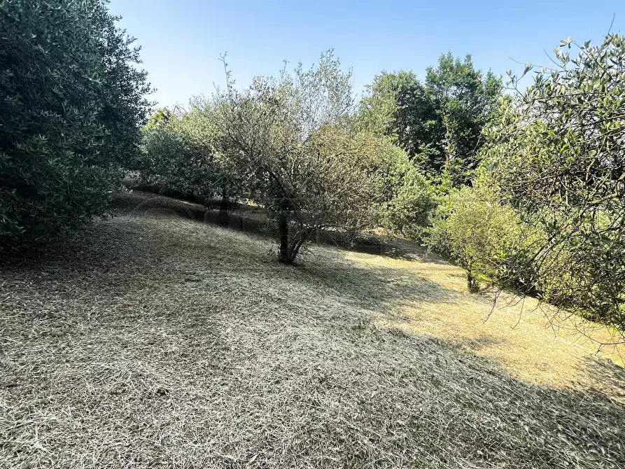 Immagine 17 di Terreno agricolo in vendita  in Via Bazziola a Monteviale