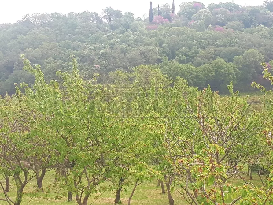 Immagine 20 di Terreno agricolo in vendita  a Castegnero