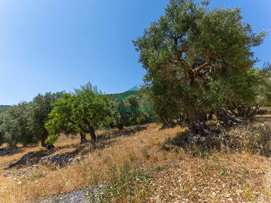 Immagine 21 di Rustico / casale in vendita  in Contrada Torchiano a Monopoli