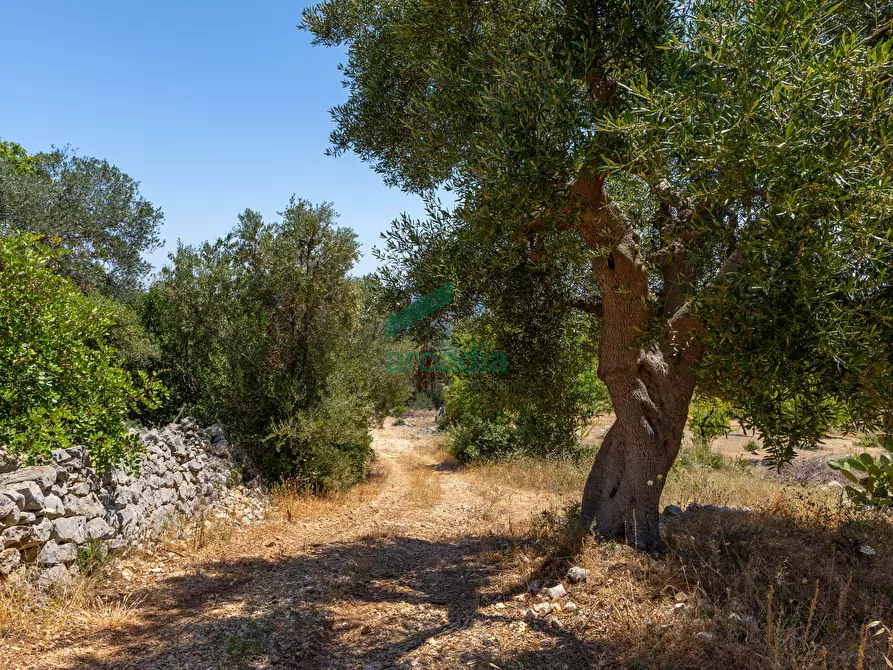 Immagine 20 di Rustico / casale in vendita  in Contrada Torchiano a Monopoli