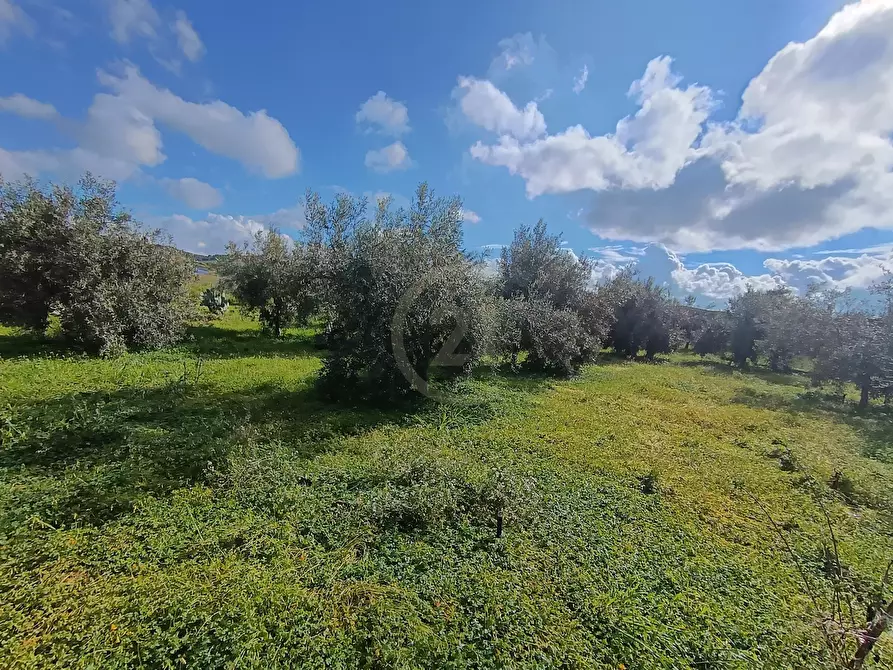 Immagine 12 di Terreno agricolo in vendita  in GRV6+27 Paternò, Città metropolitana di Catania a Paterno'