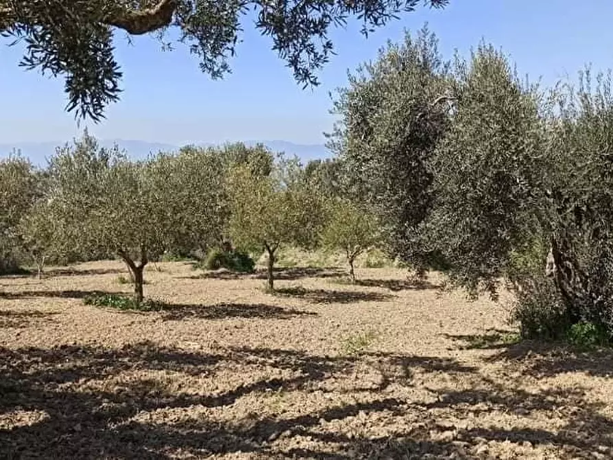 Immagine 4 di Terreno agricolo in vendita  a Motta San Giovanni