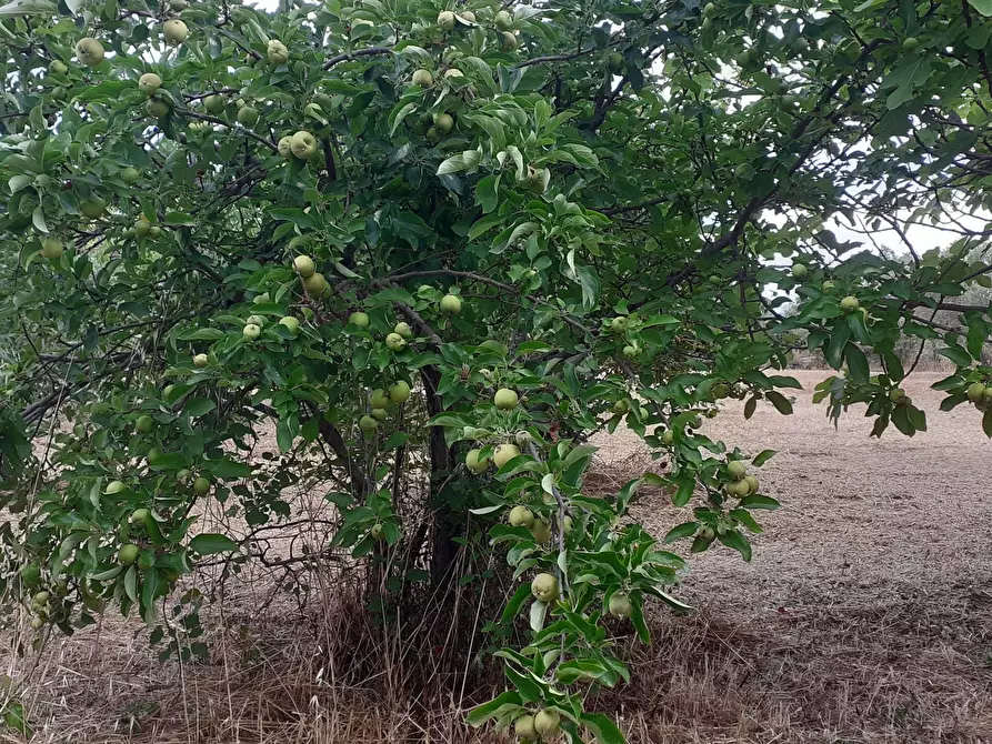 Immagine 59 di Villetta a schiera in vendita  in Via Acre 19 a Palazzolo Acreide