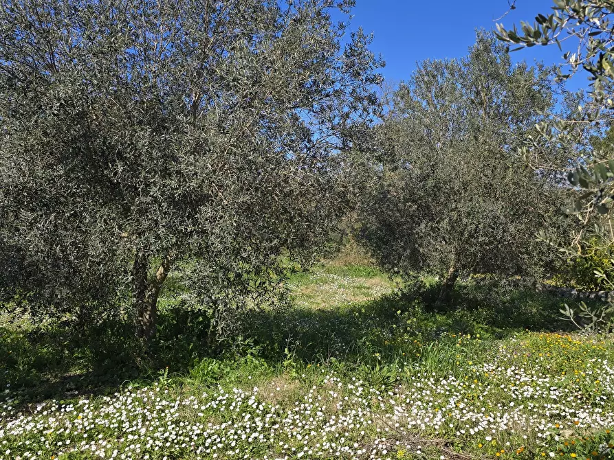Immagine 13 di Terreno agricolo in vendita  in contrada Santa Lucia di Mendola a Noto