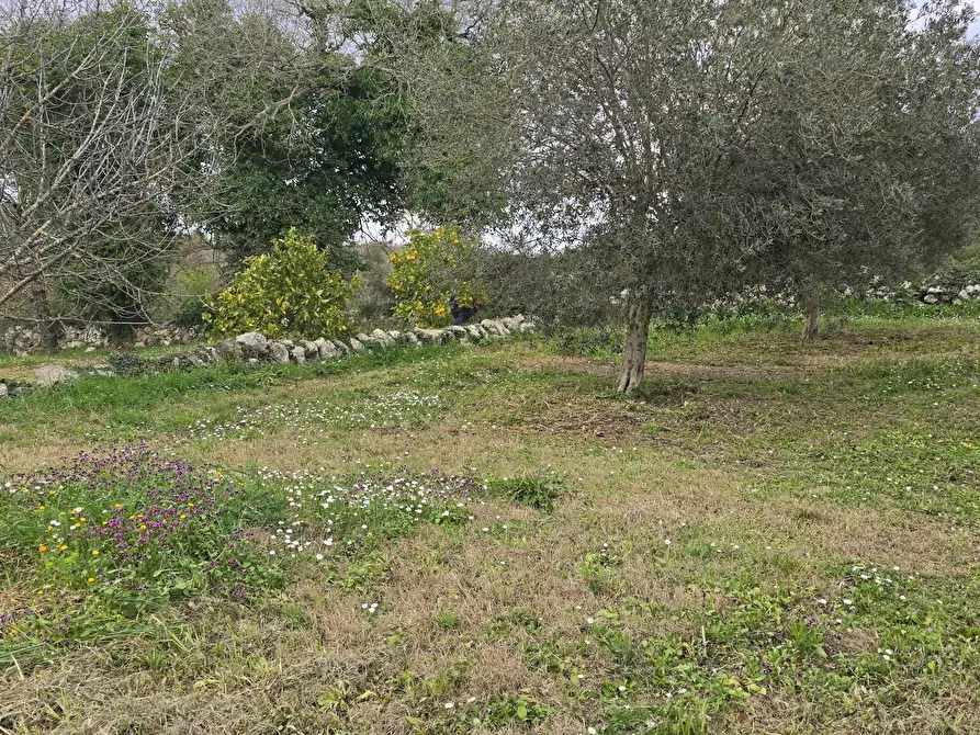 Immagine 11 di Terreno agricolo in vendita  in contrada Santa Lucia di Mendola a Noto