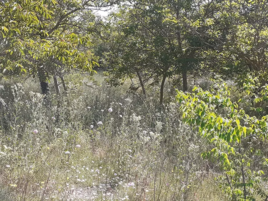 Immagine 16 di Terreno agricolo in vendita  in Strada Statale 287 a Noto