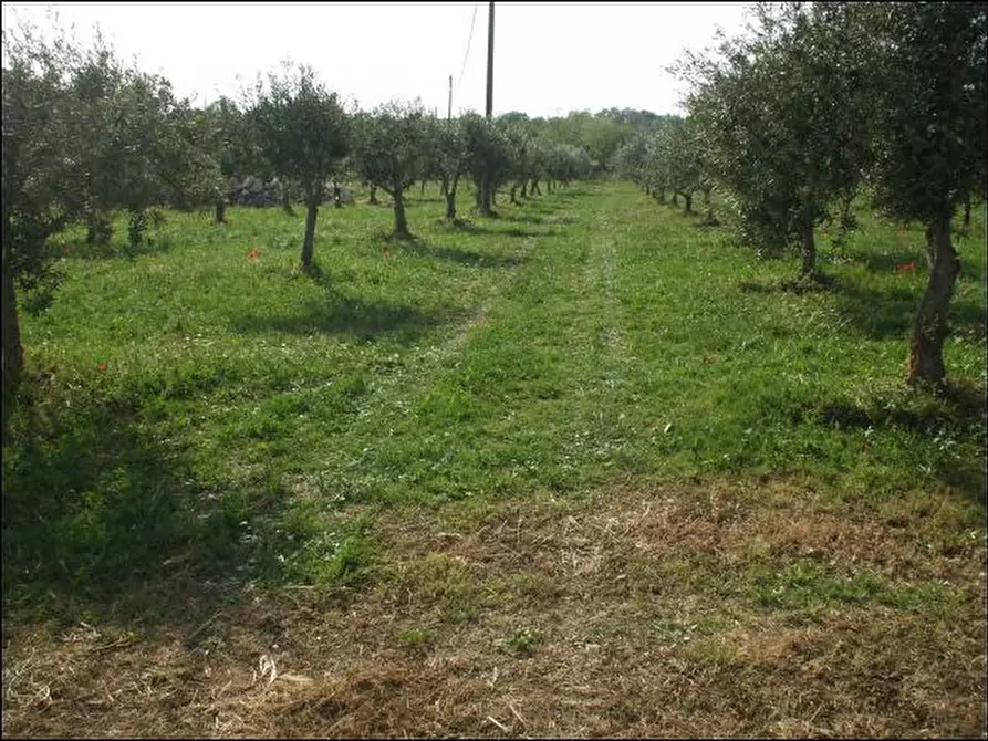 Immagine 2 di Terreno agricolo in vendita  a Palazzolo Acreide