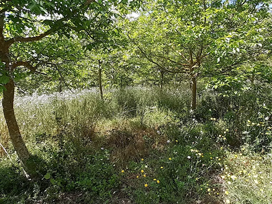 Immagine 31 di Villa in vendita  in Strada Statale 287 a Noto