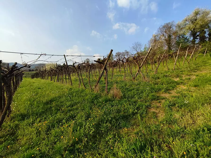 Immagine 5 di Terreno agricolo in vendita  a Brendola