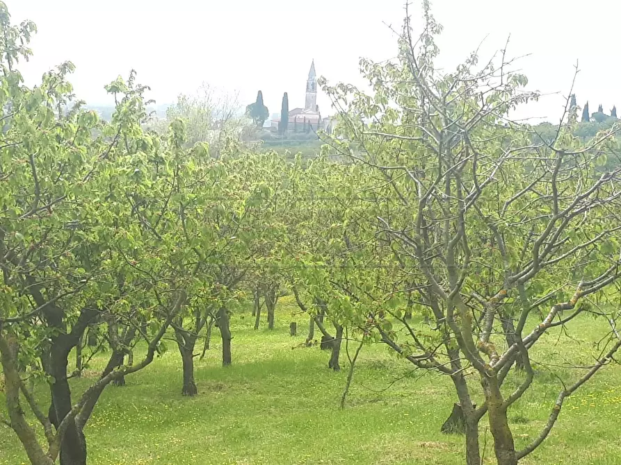 Immagine 12 di Terreno agricolo in vendita  a Castegnero