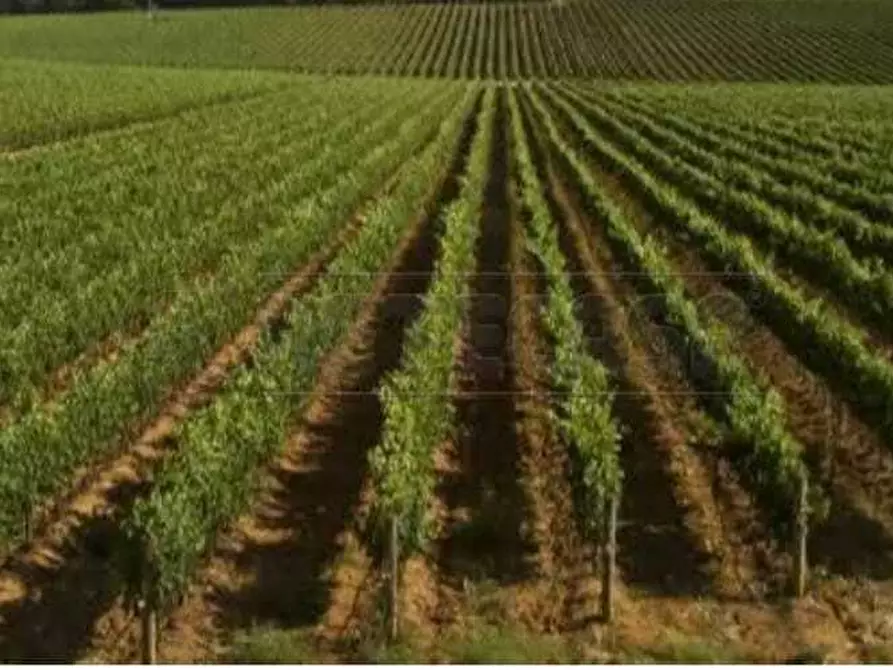 Immagine 4 di Terreno agricolo in vendita  a Mazara Del Vallo