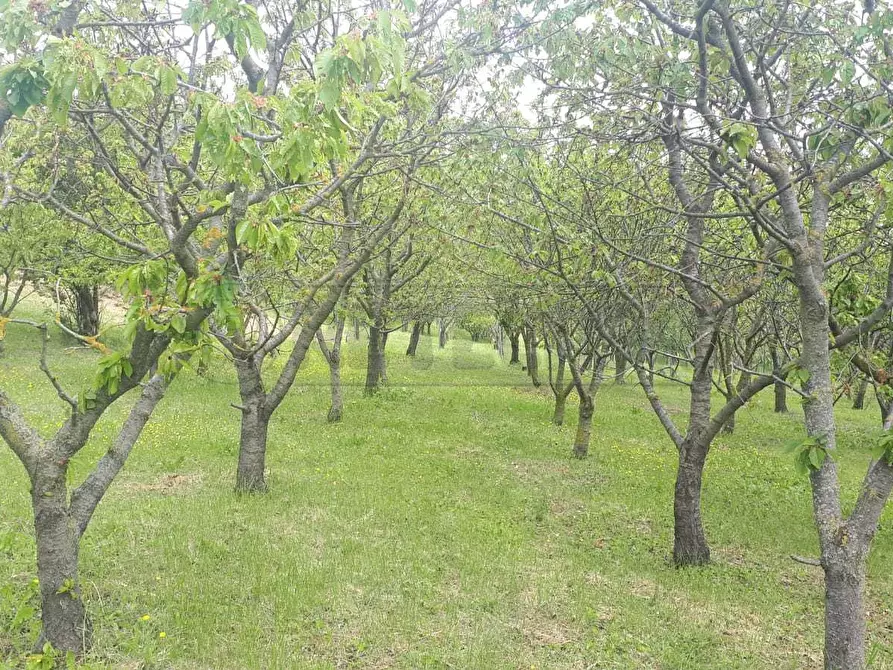 Immagine 27 di Terreno agricolo in vendita  a Castegnero
