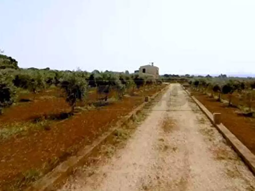 Immagine 4 di Azienda agricola in vendita  a Castelvetrano