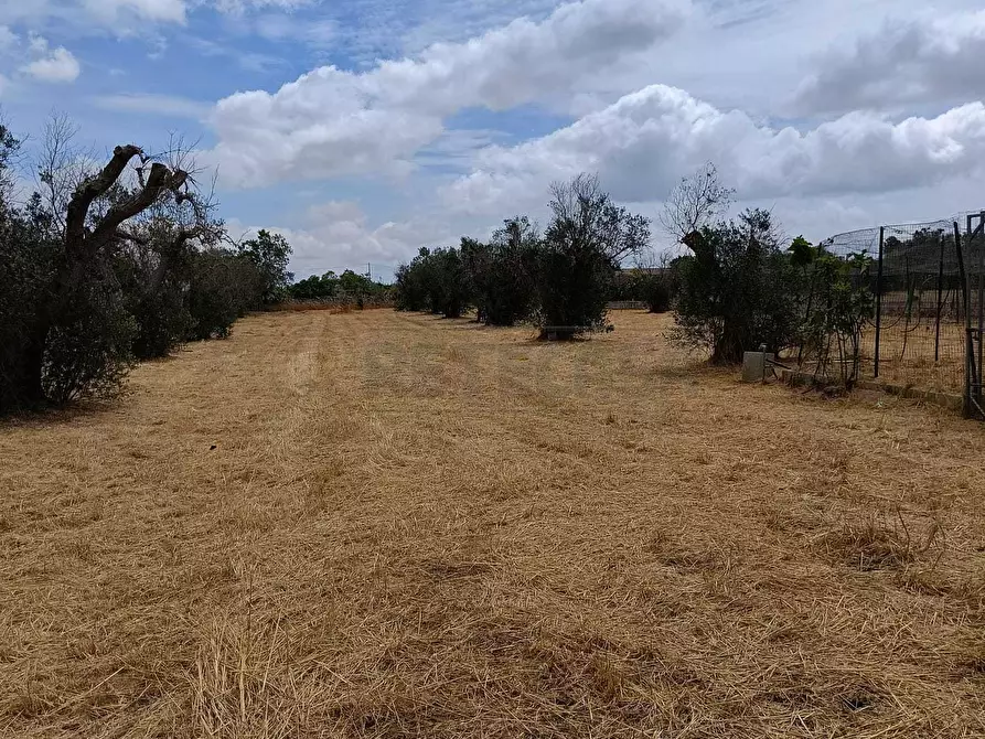 Immagine 3 di Terreno agricolo in vendita  a Corigliano D'otranto