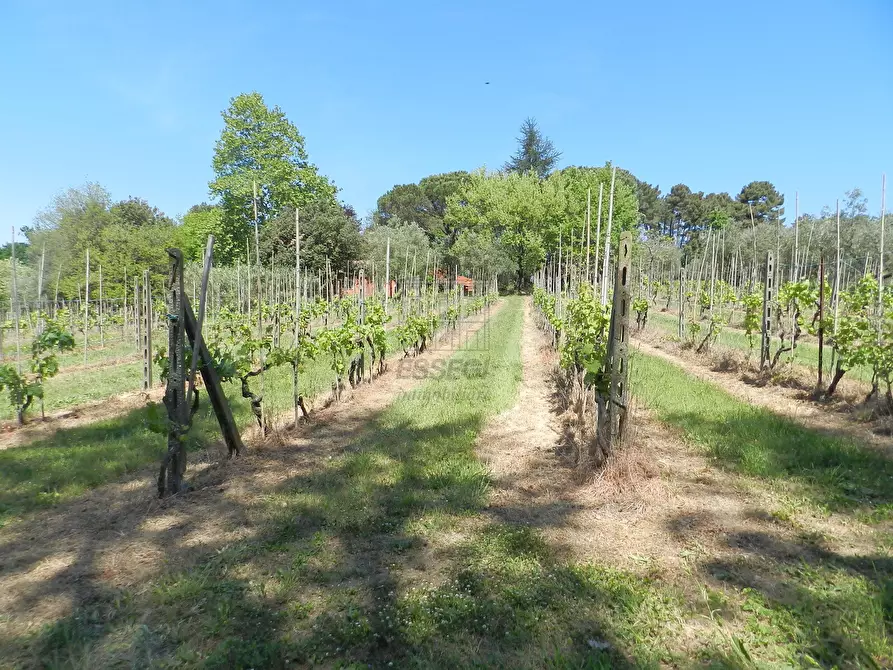 Immagine 24 di Rustico / casale in vendita  in Via del Marginone a Montecarlo