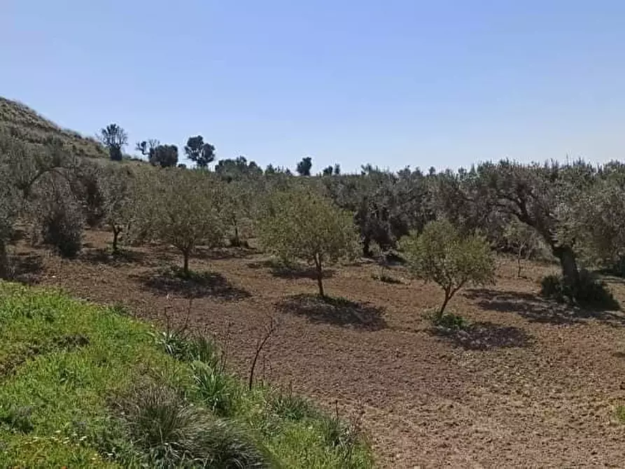 Immagine 1 di Terreno agricolo in vendita  a Motta San Giovanni