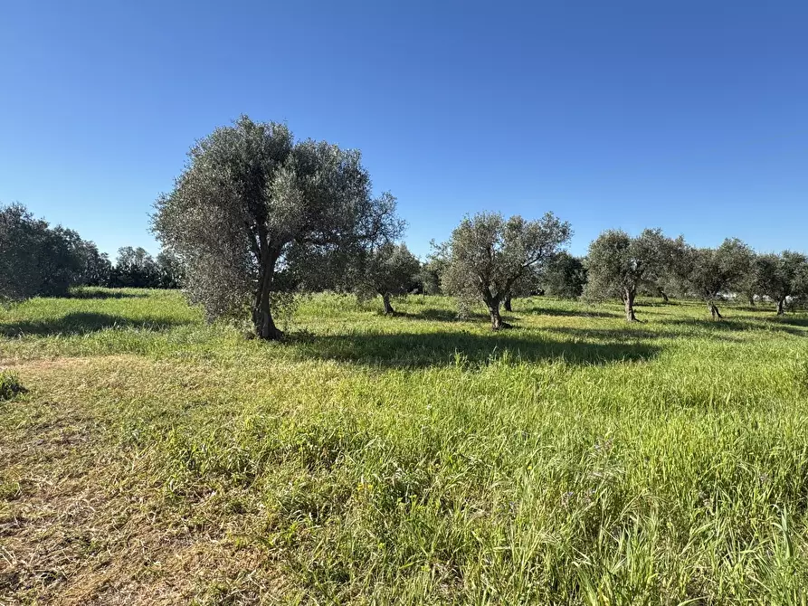 Immagine 13 di Magazzino in vendita  a Monastir