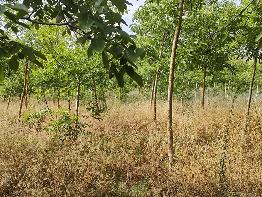 Immagine 2 di Terreno agricolo in vendita  in Strada Provinciale 14 5 a Noto