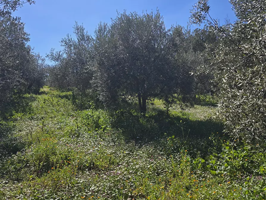 Immagine 15 di Terreno agricolo in vendita  in contrada Santa Lucia di Mendola a Noto