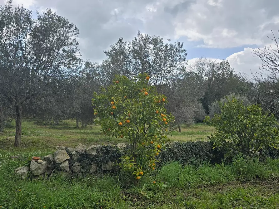 Immagine 16 di Terreno agricolo in vendita  in contrada Santa Lucia di Mendola a Noto