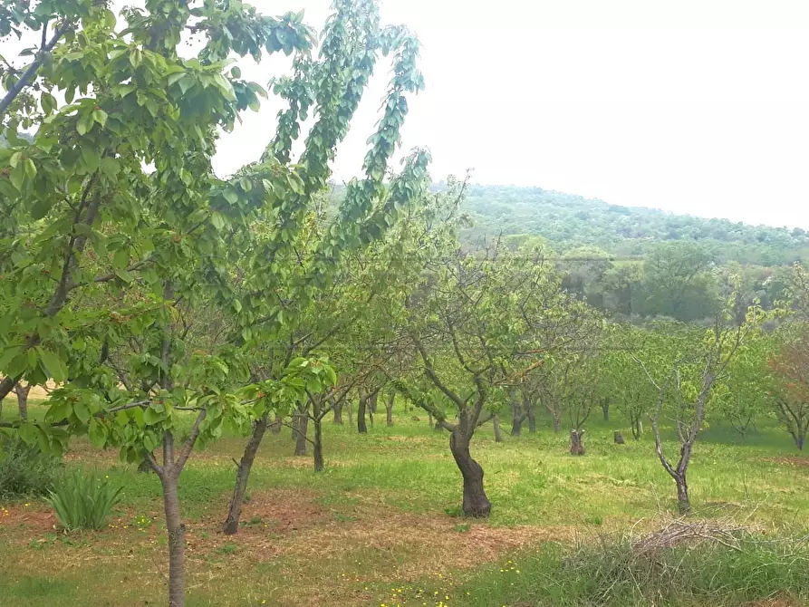 Immagine 26 di Terreno agricolo in vendita  a Castegnero