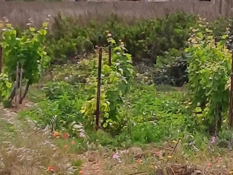 Immagine 22 di Casa indipendente in vendita  a Petrosino