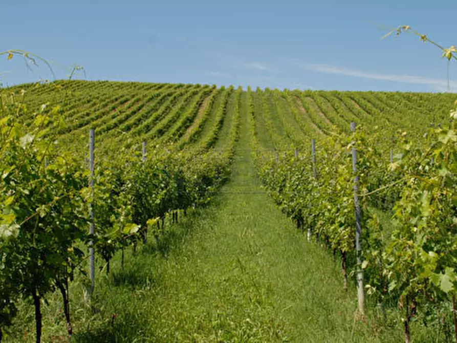 Immagine 3 di Terreno agricolo in vendita  in Via Pissotto a Nanto