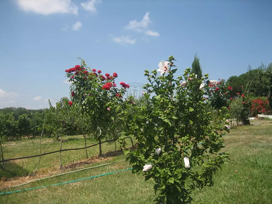 Immagine 18 di Rustico / casale in vendita  in via di san martino a Lucca