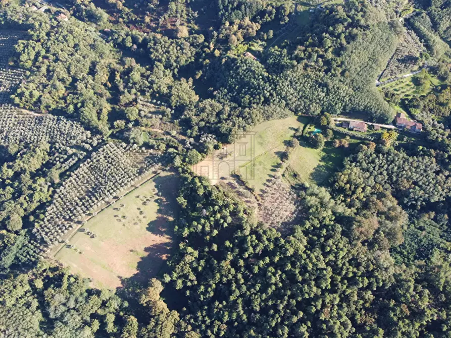 Immagine 5 di Azienda agricola in vendita  in Via Tofori a Capannori