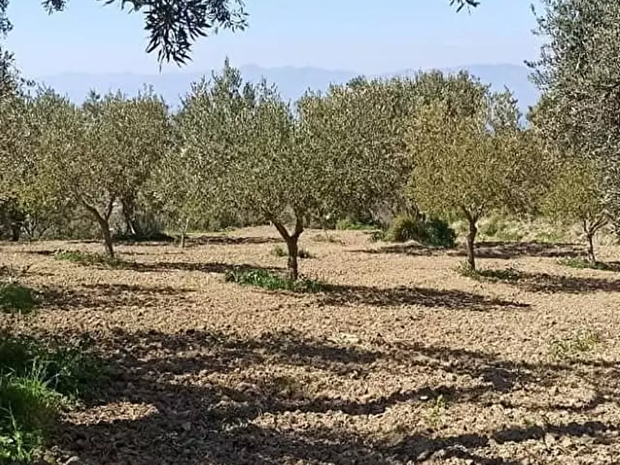 Immagine 9 di Terreno agricolo in vendita  a Motta San Giovanni