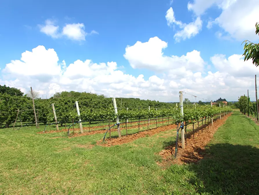 Immagine 19 di Terreno agricolo in vendita  in Via San Francesco a Valsamoggia