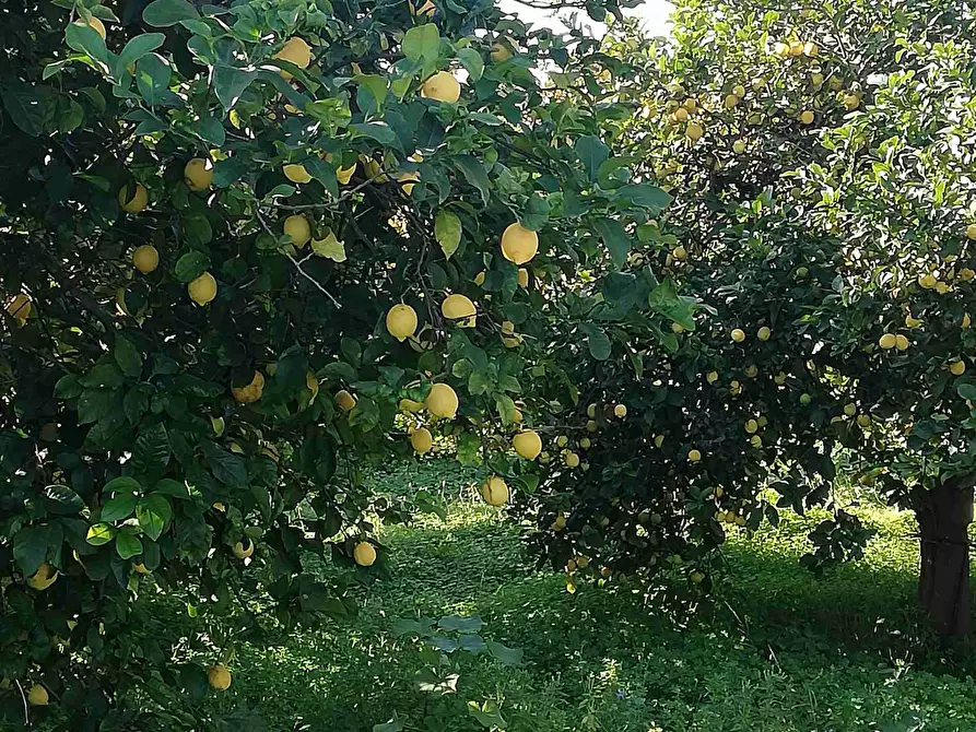Immagine 9 di Terreno agricolo in vendita  in Corso Vittorio Emanuele 81 a Floridia