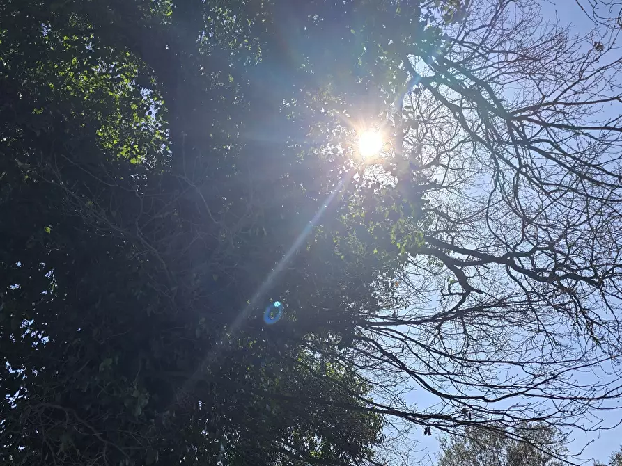 Immagine 29 di Terreno agricolo in vendita  in contrada Santa Lucia di Mendola a Noto