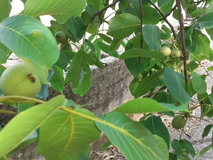 Immagine 50 di Rustico / casale in vendita  in Strada Provinciale 24 21 a Noto