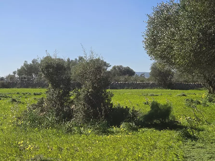 Immagine 15 di Terreno agricolo in vendita  in C.DA CUGNI SNC a Siracusa