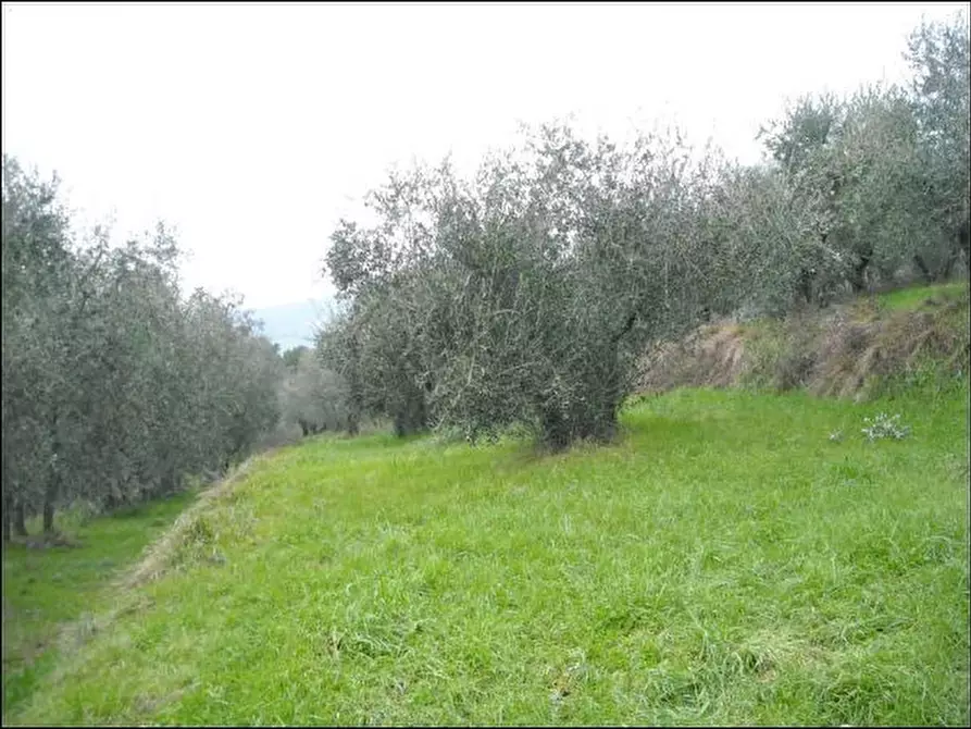 Immagine 21 di Casa trifamiliare in vendita  a Monsummano Terme