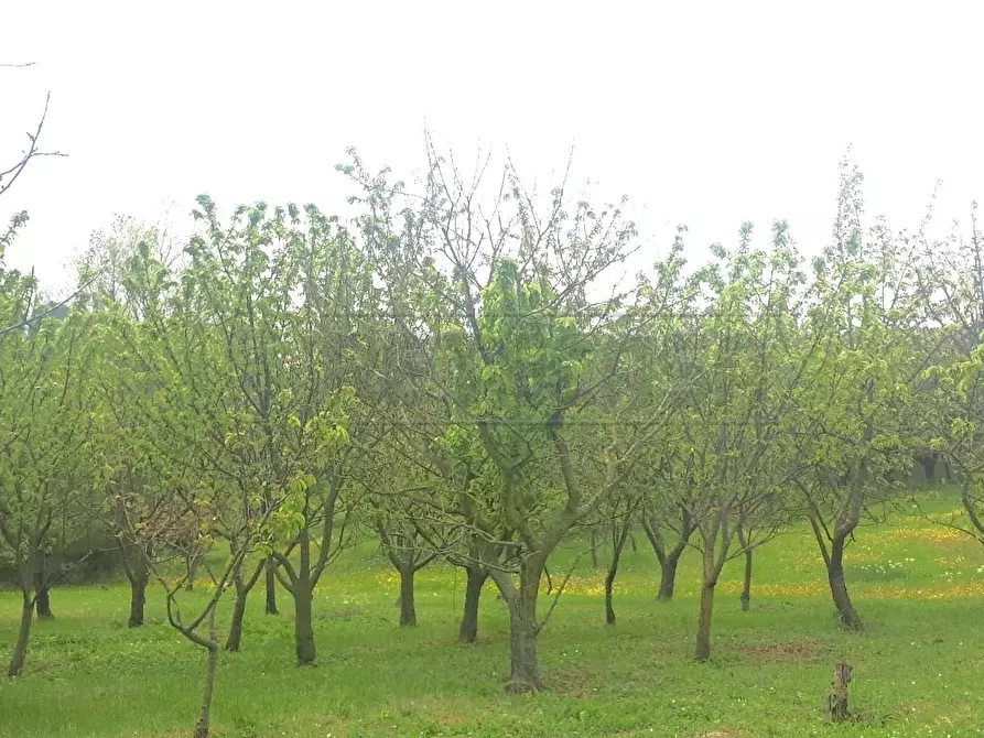 Immagine 9 di Terreno agricolo in vendita  a Castegnero