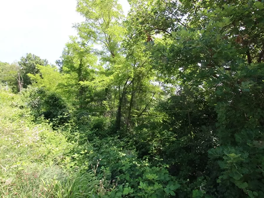 Immagine 8 di Terreno agricolo in vendita  in Via Castellaro a Castegnero