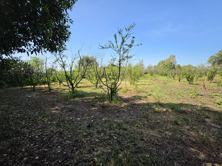 Immagine 2 di Terreno agricolo in vendita  a San Sperate